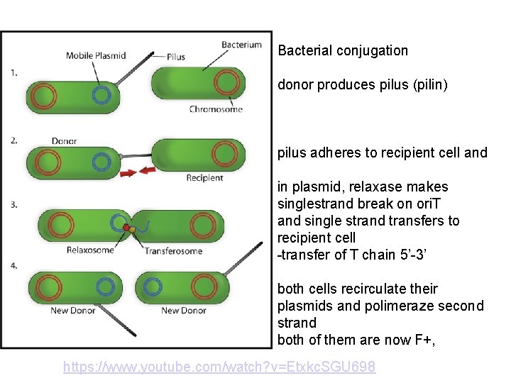 Bacterial conjugation donor produces pilus (pilin) pilus adheres to recipient cell and in plasmid,