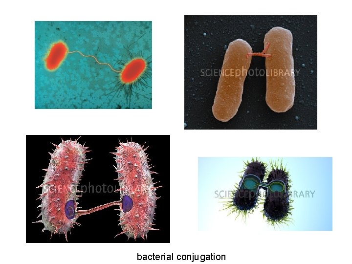 bacterial conjugation 