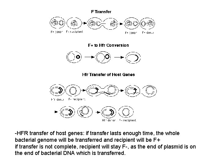 -HFR transfer of host genes: if transfer lasts enough time, the whole bacterial genome