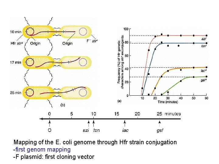 Mapping of the E. coli genome through Hfr strain conjugation -first genom mapping -F