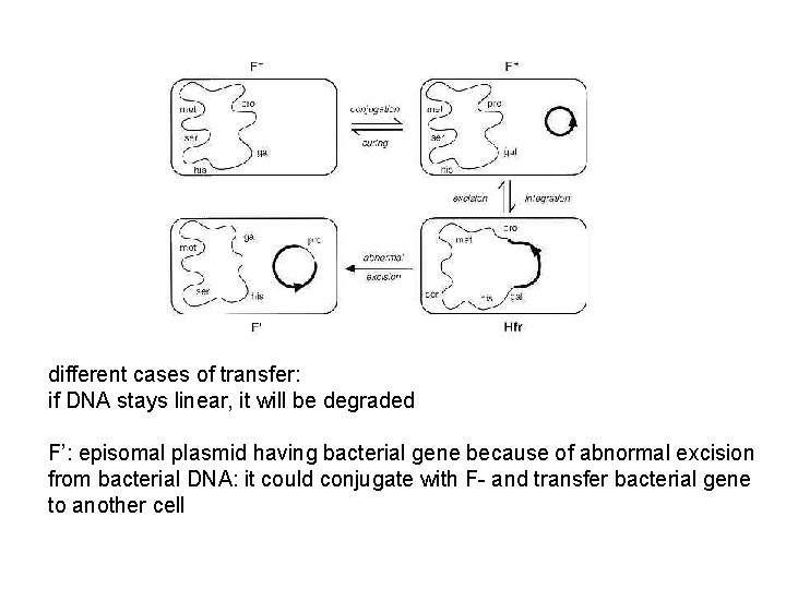 different cases of transfer: if DNA stays linear, it will be degraded F’: episomal