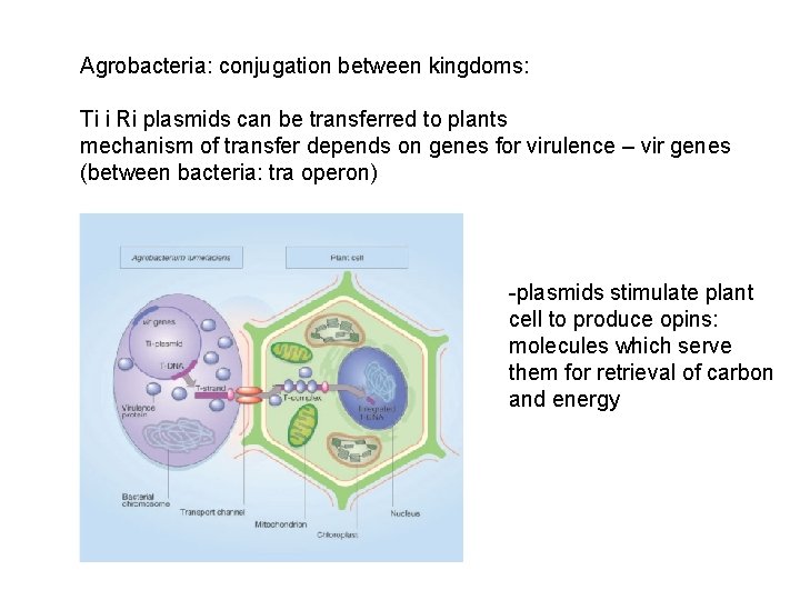 Agrobacteria: conjugation between kingdoms: Ti i Ri plasmids can be transferred to plants mechanism