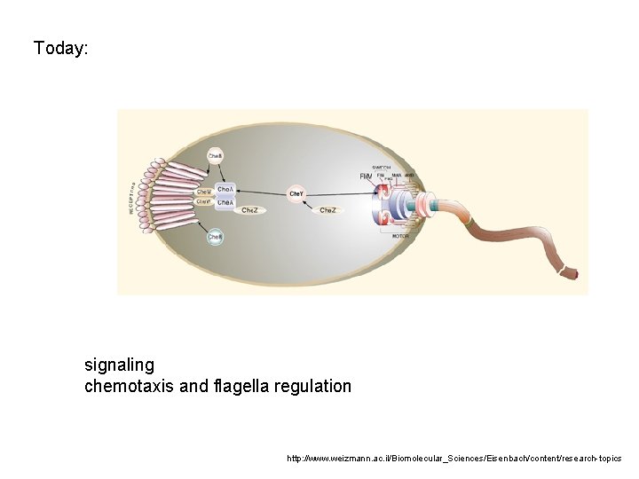 Today: signaling chemotaxis and flagella regulation http: //www. weizmann. ac. il/Biomolecular_Sciences/Eisenbach/content/research-topics 