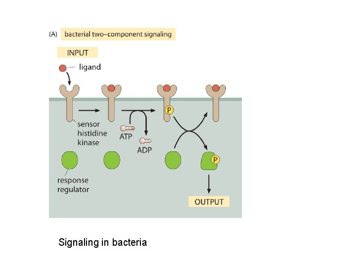 Signaling in bacteria 