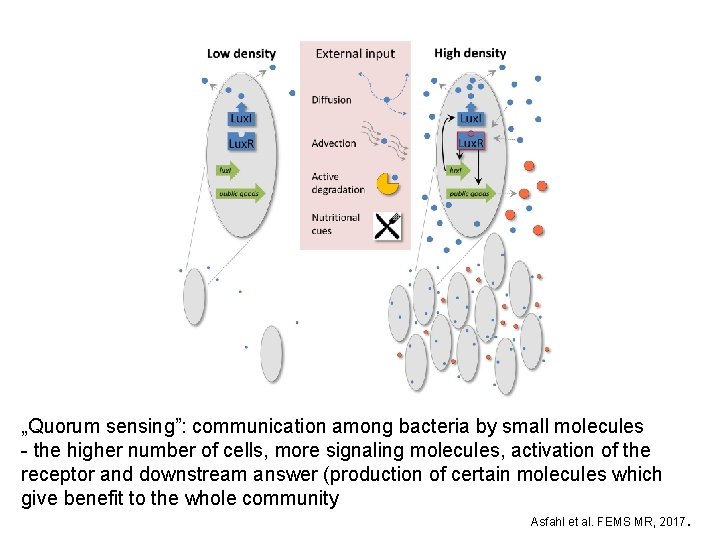 „Quorum sensing”: communication among bacteria by small molecules - the higher number of cells,