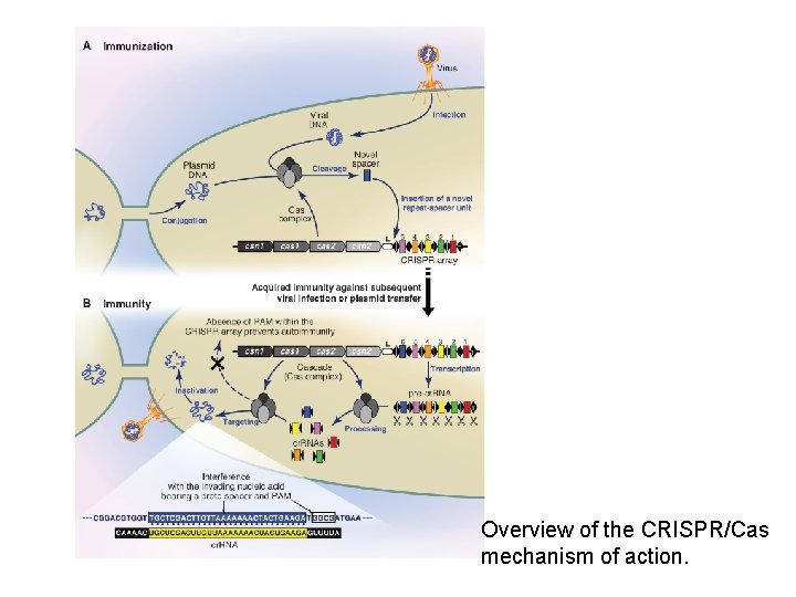 Overview of the CRISPR/Cas mechanism of action. 