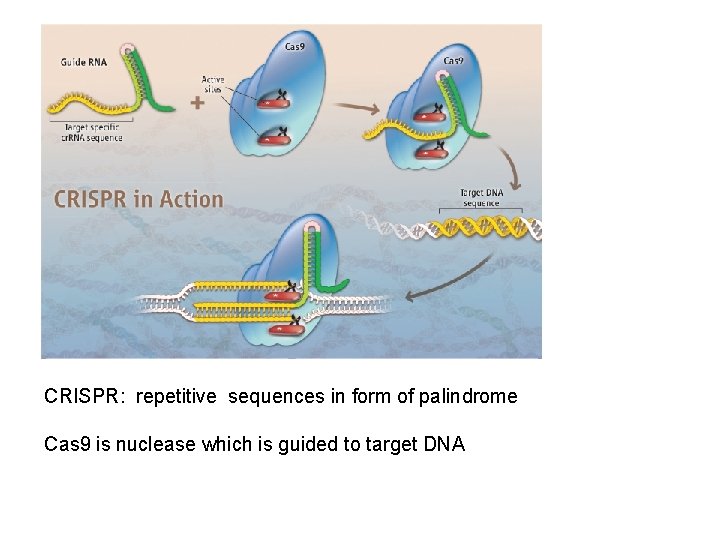 CRISPR: repetitive sequences in form of palindrome Cas 9 is nuclease which is guided