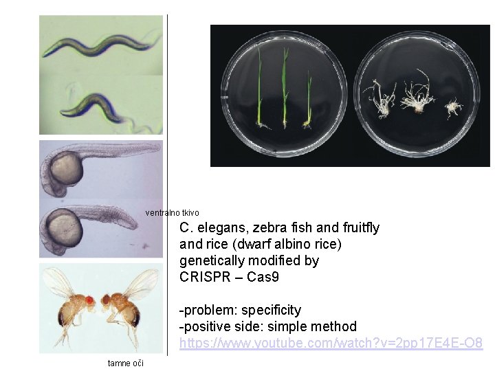 ventralno tkivo C. elegans, zebra fish and fruitfly and rice (dwarf albino rice) genetically