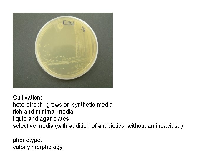 Cultivation: heterotroph, grows on synthetic media rich and minimal media liquid and agar plates