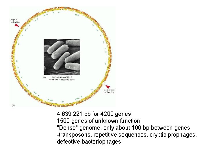 4 639 221 pb for 4200 genes 1500 genes of unknown function "Dense" genome,