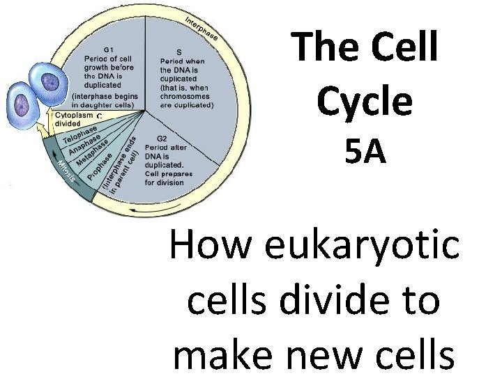 The Cell Cycle 5 A How eukaryotic cells