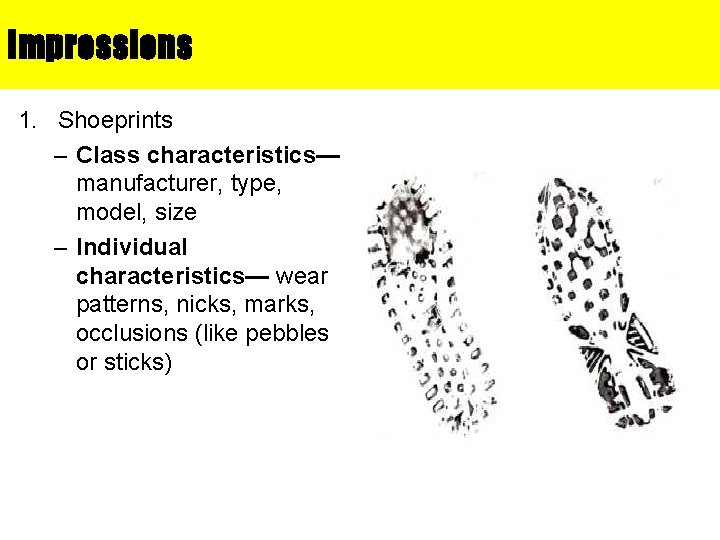 Impressions 1. Shoeprints – Class characteristics— manufacturer, type, model, size – Individual characteristics— wear