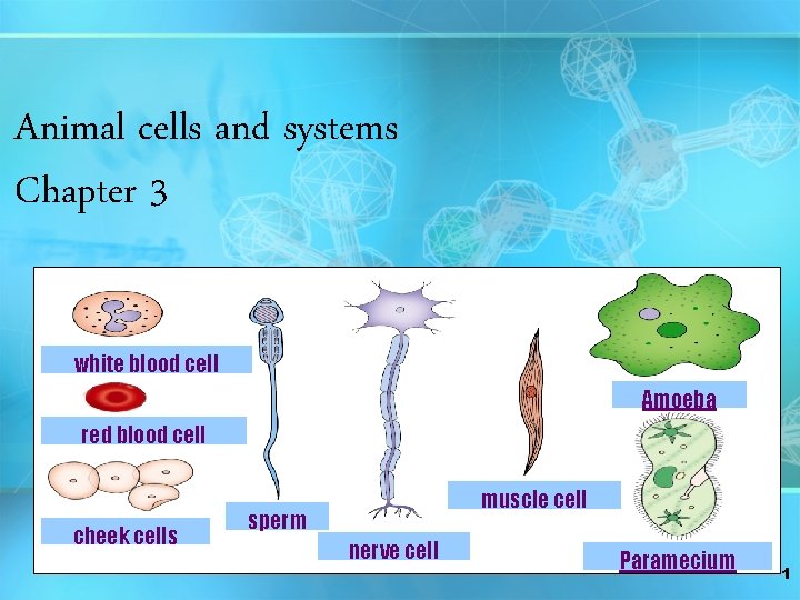 Animal cells and systems Chapter 3 white blood cell Amoeba red blood cell cheek