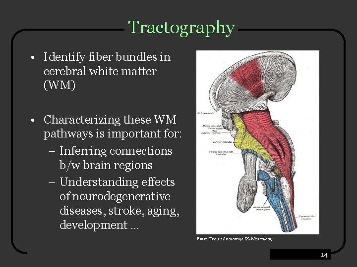 Tractography • Identify fiber bundles in cerebral white matter (WM) • Characterizing these WM