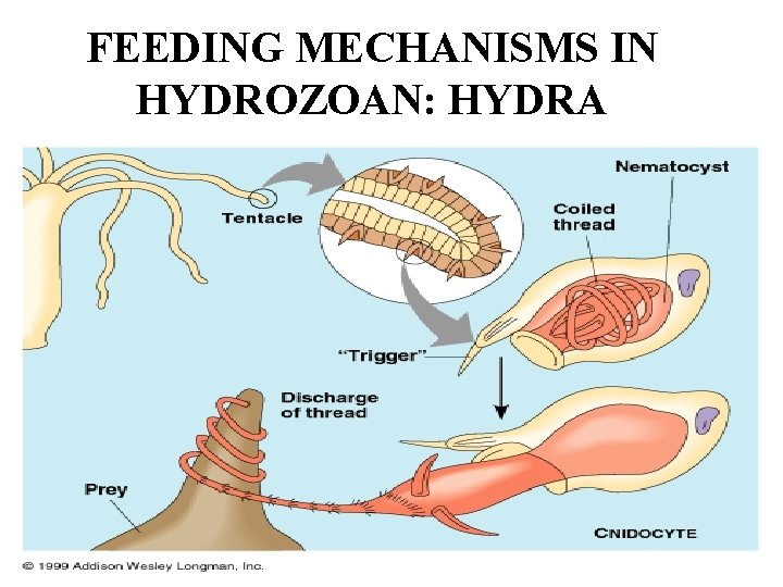 FEEDING MECHANISMS IN HYDROZOAN: HYDRA 