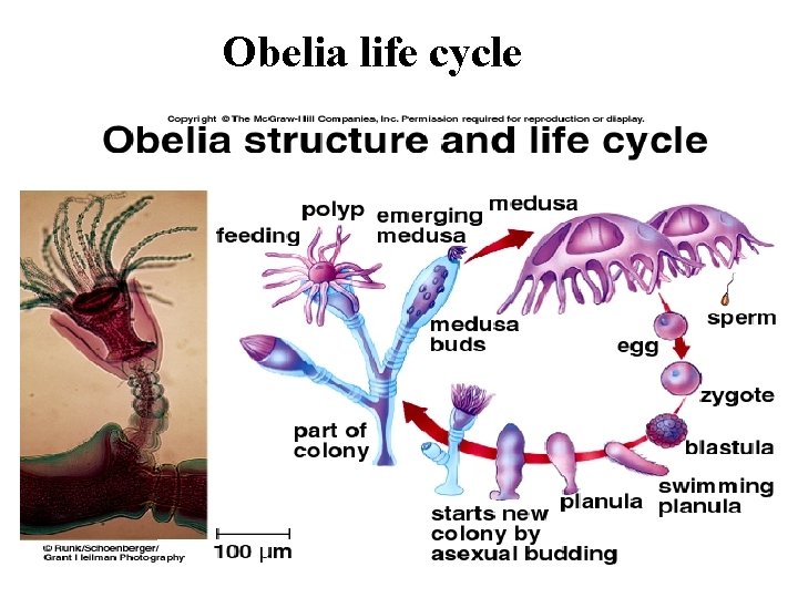 Obelia life cycle 