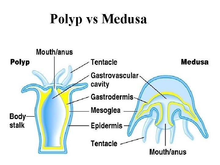 Polyp vs Medusa 