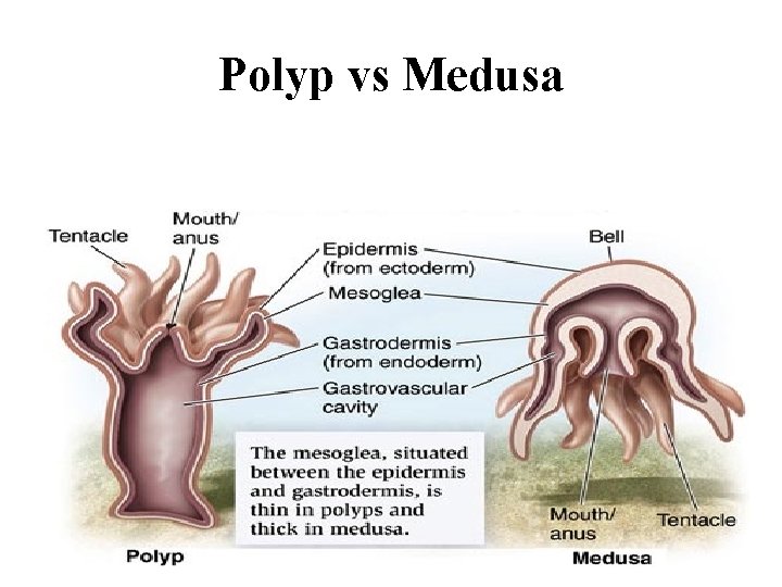 Polyp vs Medusa 
