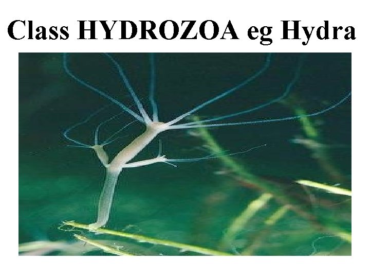 Class HYDROZOA eg Hydra 