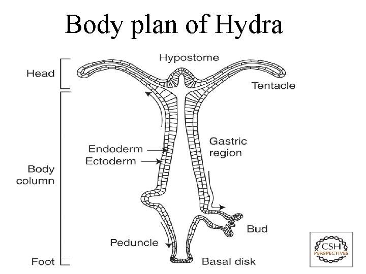 Body plan of Hydra 