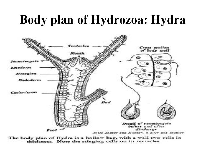 Body plan of Hydrozoa: Hydra 