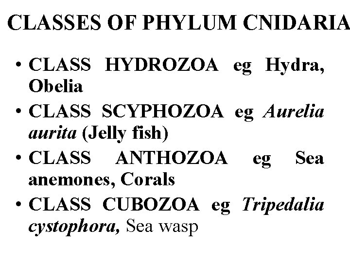 CLASSES OF PHYLUM CNIDARIA • CLASS HYDROZOA eg Hydra, Obelia • CLASS SCYPHOZOA eg