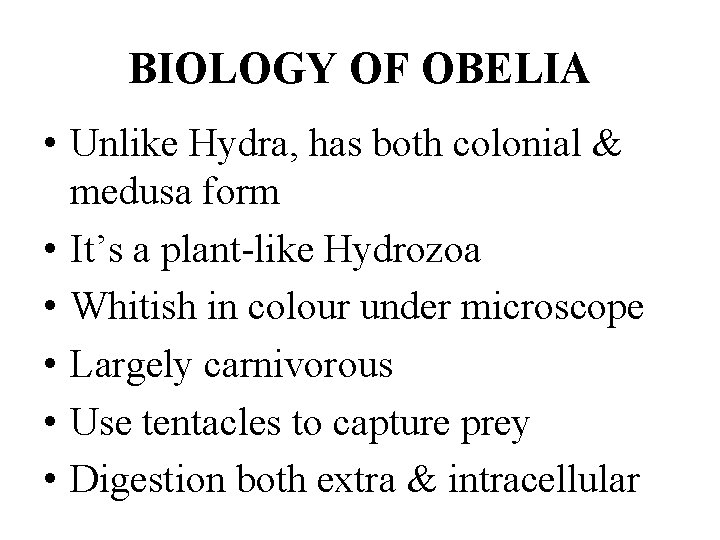 BIOLOGY OF OBELIA • Unlike Hydra, has both colonial & medusa form • It’s