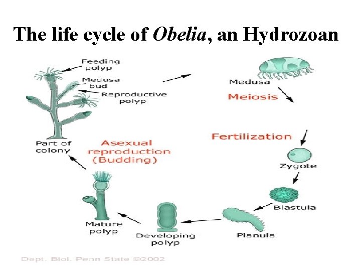 The life cycle of Obelia, an Hydrozoan 