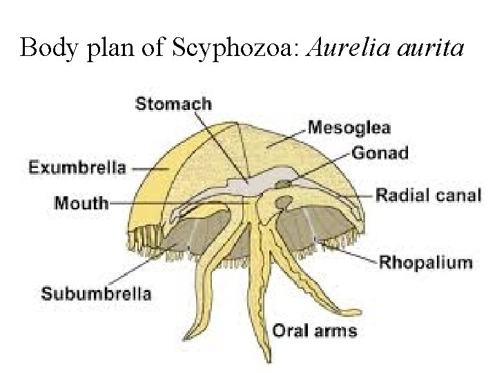 Body plan of Scyphozoa: Aurelia aurita 