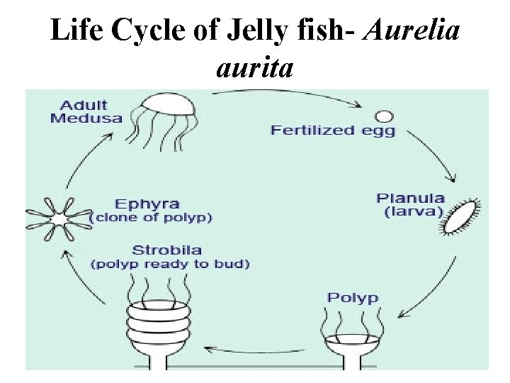 Life Cycle of Jelly fish- Aurelia aurita 