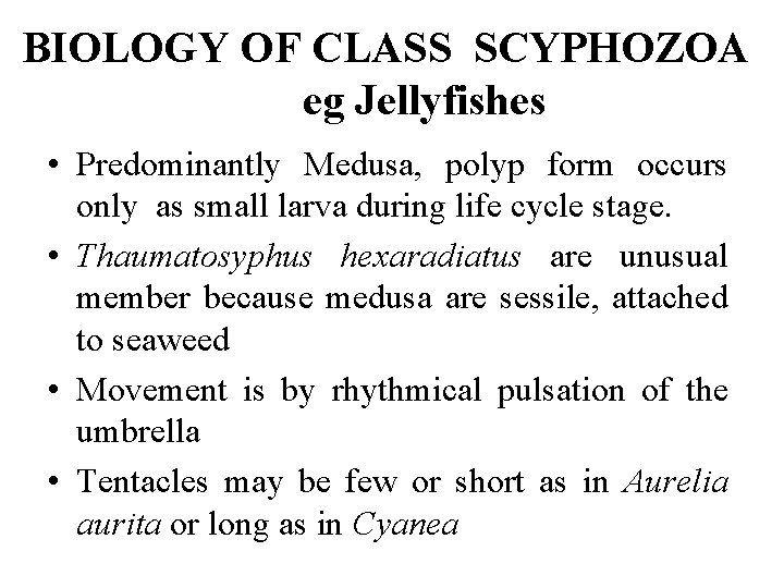 BIOLOGY OF CLASS SCYPHOZOA eg Jellyfishes • Predominantly Medusa, polyp form occurs only as