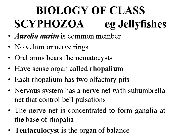 BIOLOGY OF CLASS SCYPHOZOA eg Jellyfishes • • • Aurelia aurita is common member