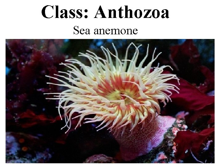 Class: Anthozoa Sea anemone 