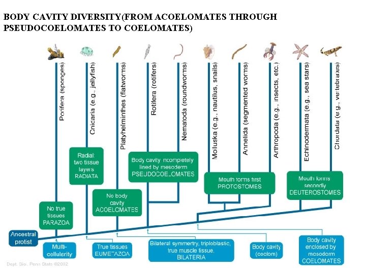 BODY CAVITY DIVERSITY(FROM ACOELOMATES THROUGH PSEUDOCOELOMATES TO COELOMATES) 