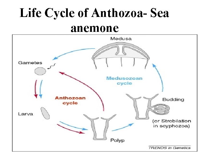 Life Cycle of Anthozoa- Sea anemone 