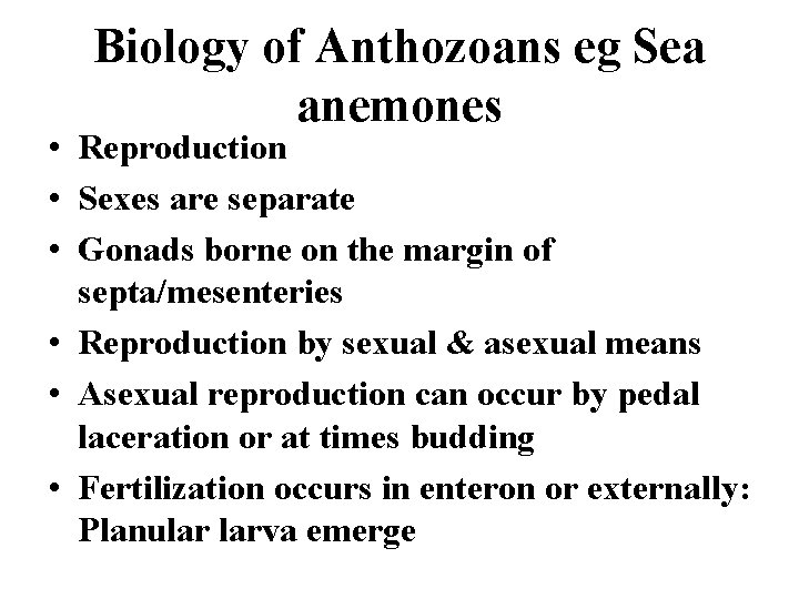 Biology of Anthozoans eg Sea anemones • Reproduction • Sexes are separate • Gonads