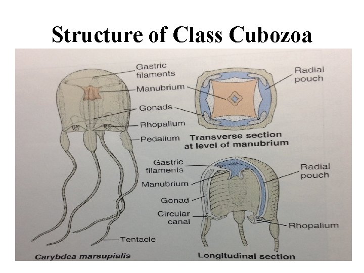 Structure of Class Cubozoa 