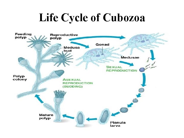 Life Cycle of Cubozoa 