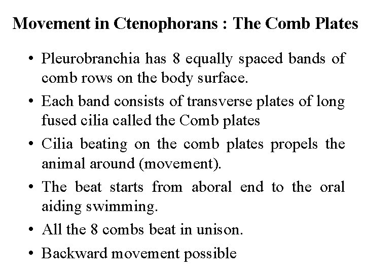 Movement in Ctenophorans : The Comb Plates • Pleurobranchia has 8 equally spaced bands