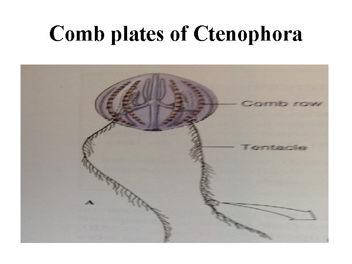 Comb plates of Ctenophora 
