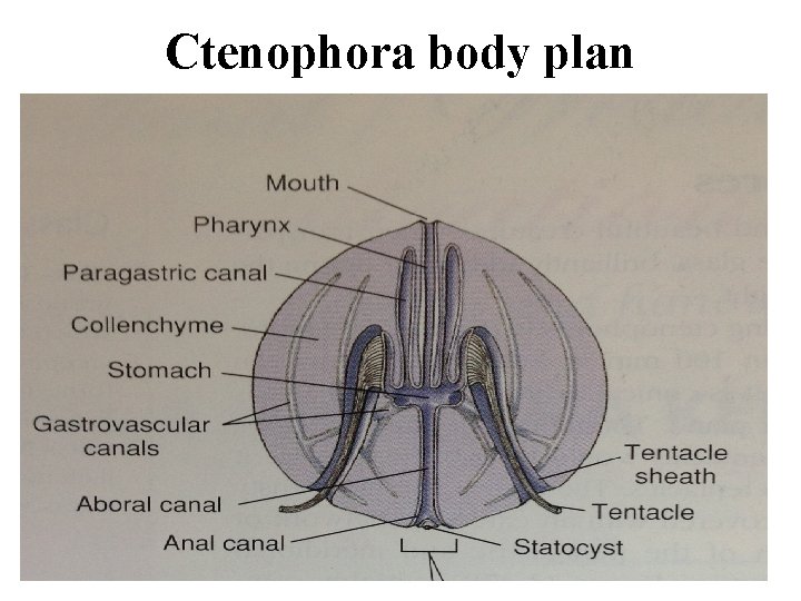 Ctenophora body plan 