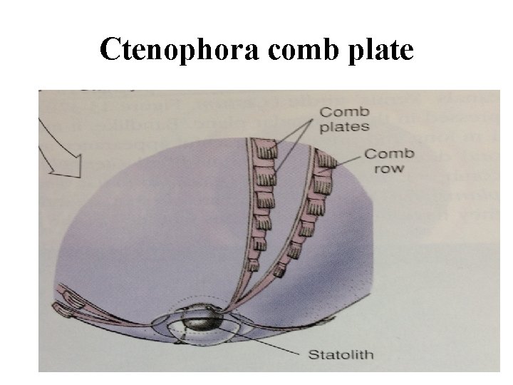 Ctenophora comb plate 