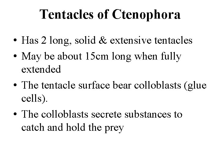 Tentacles of Ctenophora • Has 2 long, solid & extensive tentacles • May be