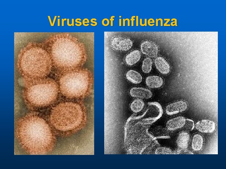 Viruses of influenza 