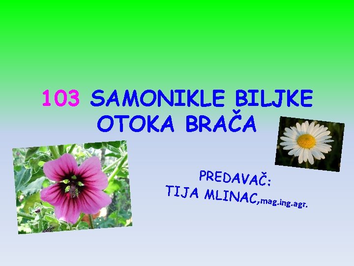 103 SAMONIKLE BILJKE OTOKA BRAČA PREDAVAČ: TIJA MLIN AC, mag . ing. agr. 