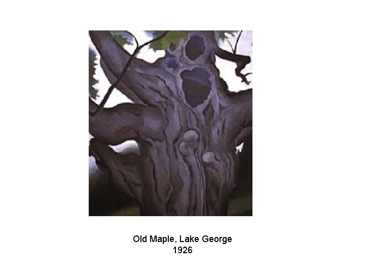Old Maple, Lake George 1926 Old Maple, Lake George 1926