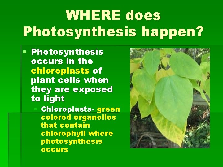 WHERE does Photosynthesis happen? § Photosynthesis occurs in the chloroplasts of plant cells when