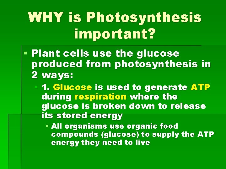 WHY is Photosynthesis important? § Plant cells use the glucose produced from photosynthesis in