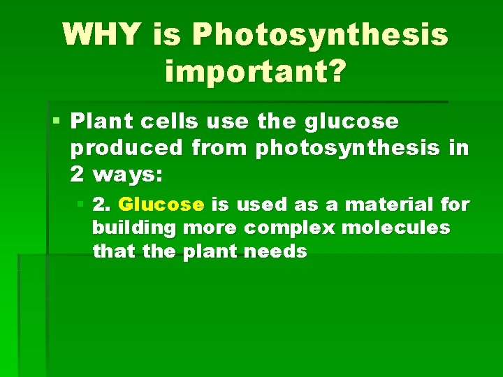 WHY is Photosynthesis important? § Plant cells use the glucose produced from photosynthesis in
