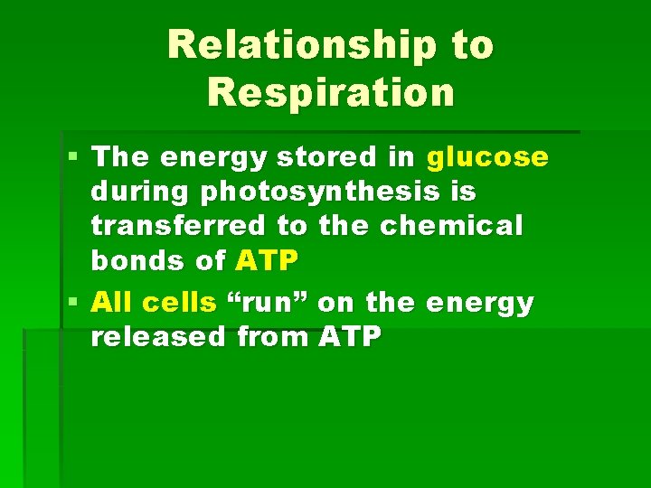 Relationship to Respiration § The energy stored in glucose during photosynthesis is transferred to